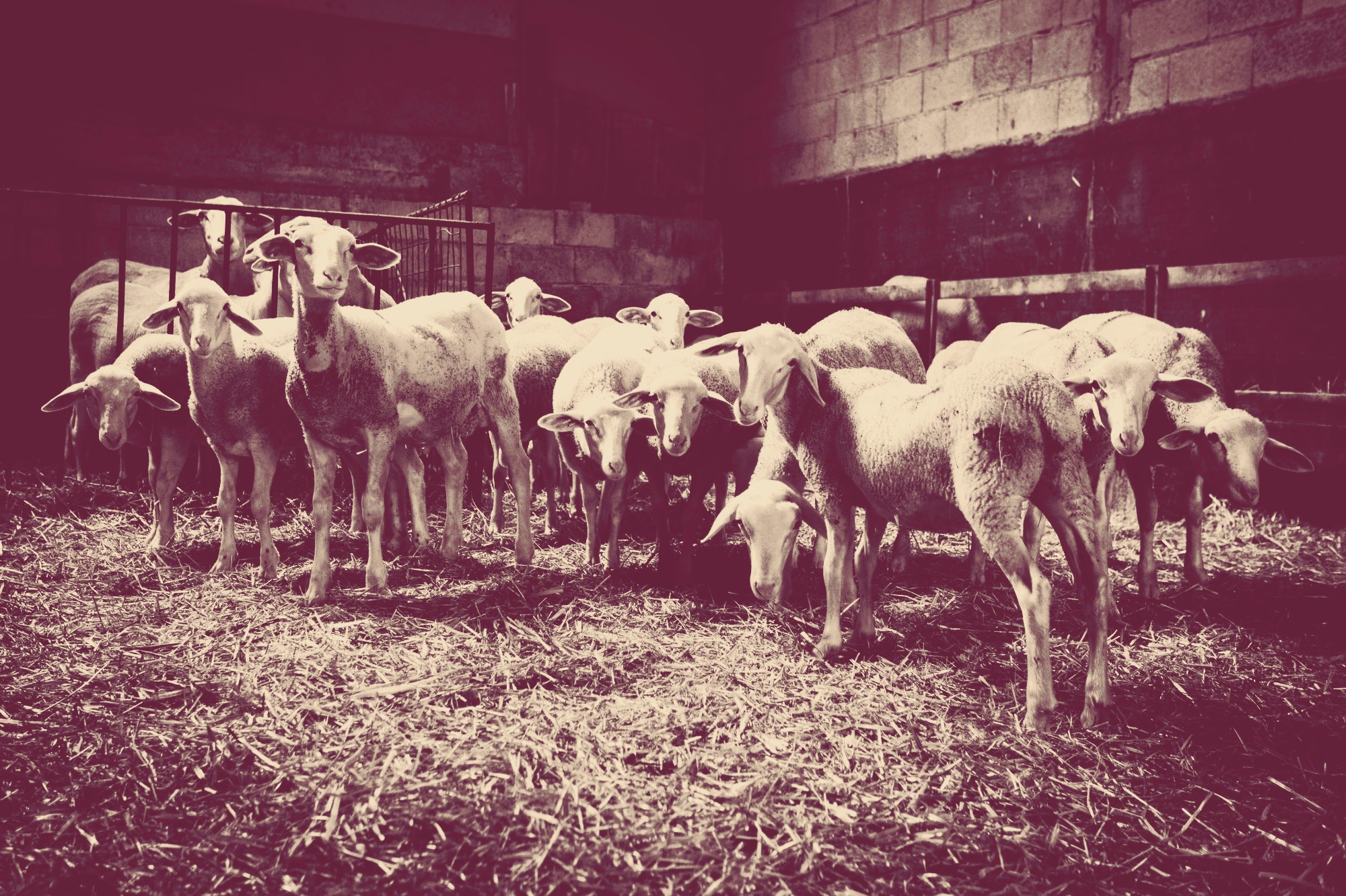 Pecore Laticauda Carmasciano D'Apolito