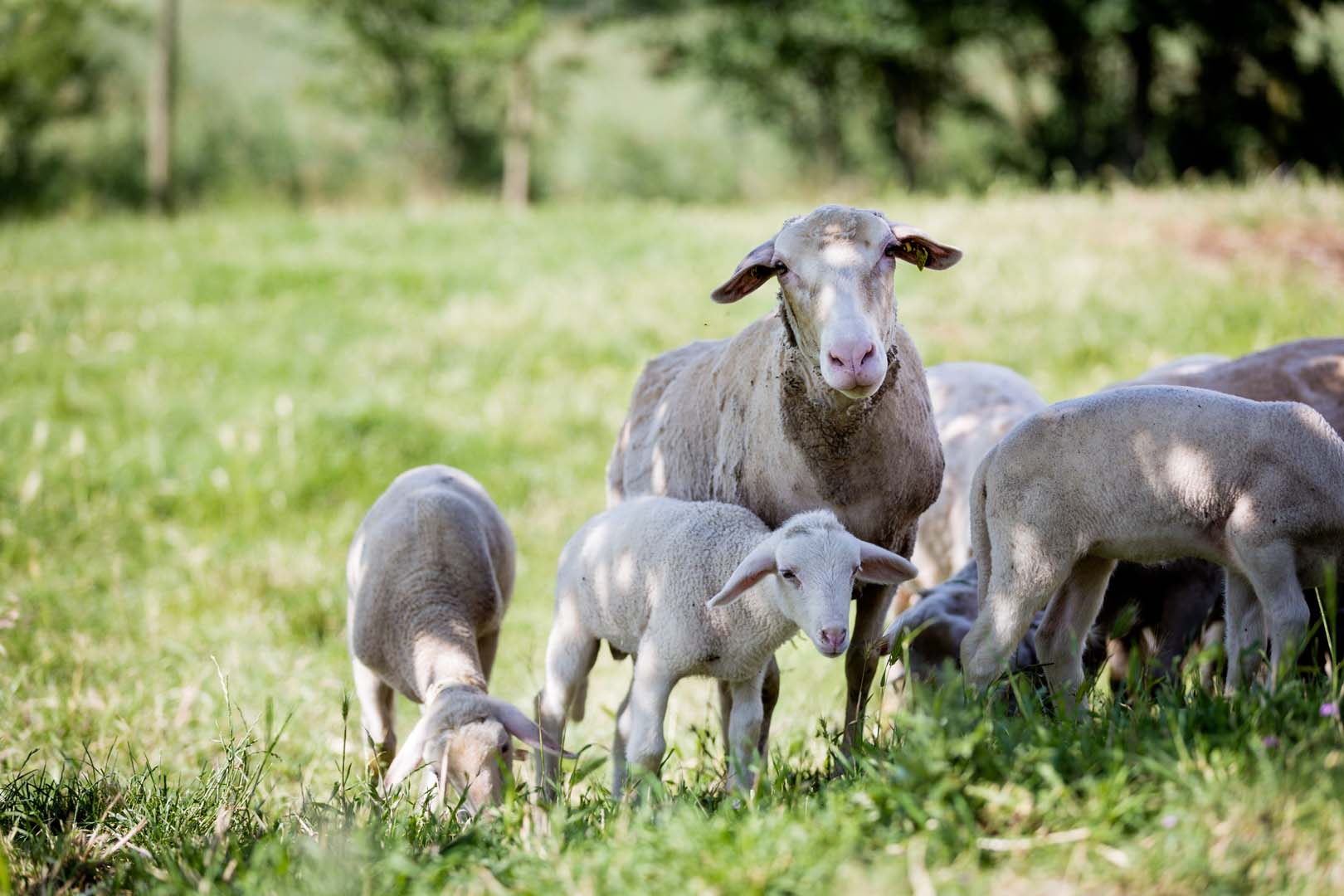 Processo produttivo Pecorino Carmasciano
