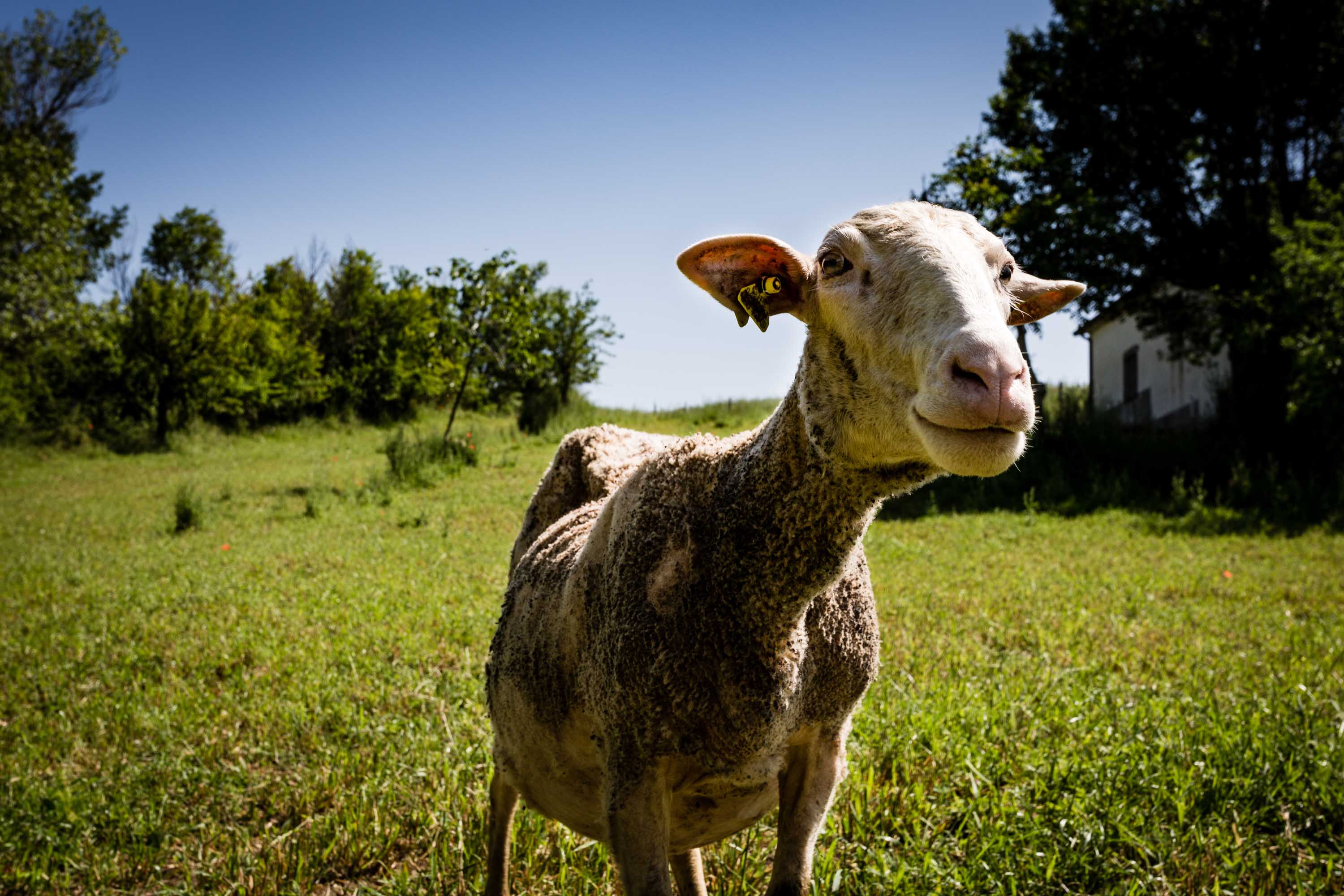 Azienda Agricola D'Apolito